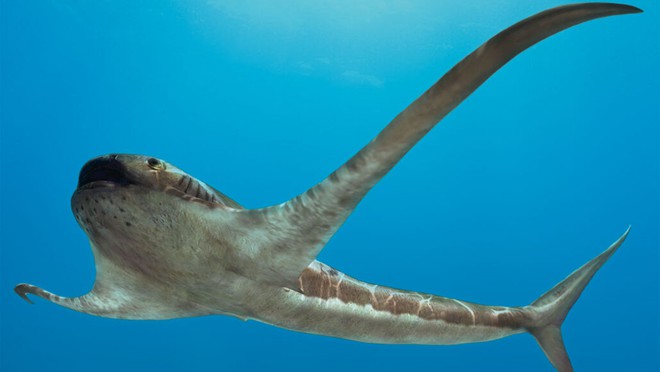 Phát hiện loài cá mập cổ đại sở hữu những chiếc vây kỳ lạ giúp nó có thể bay trong nước như loài cá đuối - Ảnh 2.