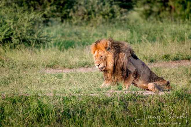 Chùm ảnh: khoảnh khắc cuối đời của vua sư tử Skar từng ngự trị đồng cỏ Nam Phi - Ảnh 1.