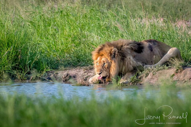 Chùm ảnh: khoảnh khắc cuối đời của vua sư tử Skar từng ngự trị đồng cỏ Nam Phi - Ảnh 5.