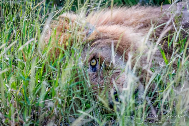 Chùm ảnh: khoảnh khắc cuối đời của vua sư tử Skar từng ngự trị đồng cỏ Nam Phi - Ảnh 10.