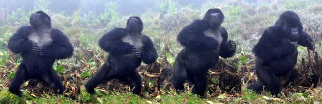 Sau 500 lần quan sát khỉ đột đập ngực, các nhà khoa học tìm ra câu trả lời tại sao chúng lại thường xuyên làm vậy - Ảnh 1.