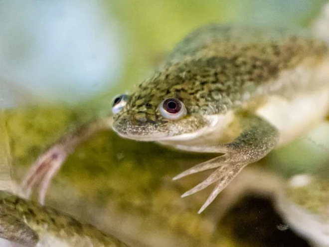 Vì sử dụng ếch để thử thai, con người có thể đã gián tiếp hủy diệt gần một trăm loài lưỡng cư - Ảnh 5.