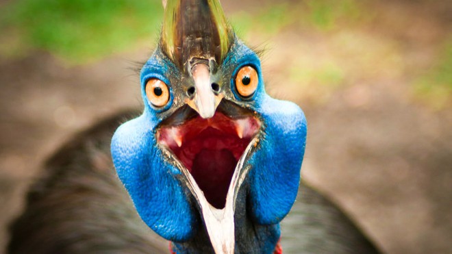 Cassowary: Loài chim nguy hiểm nhất hành tinh, ngay cả quân đội cũng phải nể sợ chúng vài phần - Ảnh 11.
