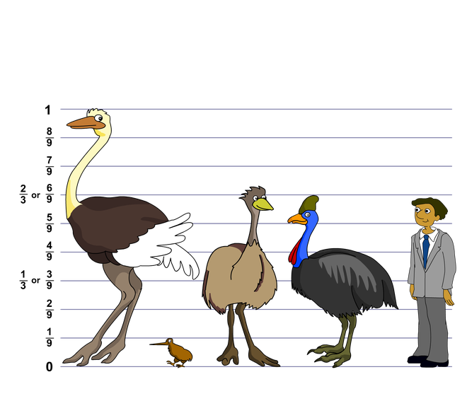 Cassowary: Loài chim nguy hiểm nhất hành tinh, ngay cả quân đội cũng phải nể sợ chúng vài phần - Ảnh 6.