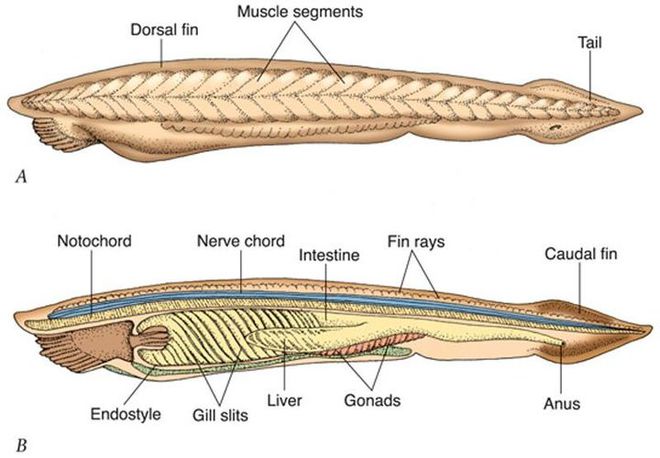 Không đầu, không tim, không xương, cá Văn Xương có thể tồn tại được suốt 500 triệu năm cho tới tận ngày nay - Ảnh 4.
