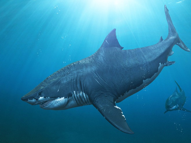 Cá mập khổng lồ Megalodon dĩ nhiên có thật, thậm chí ccó thể còn lớn hơn chúng ta nghĩ - Ảnh 3.