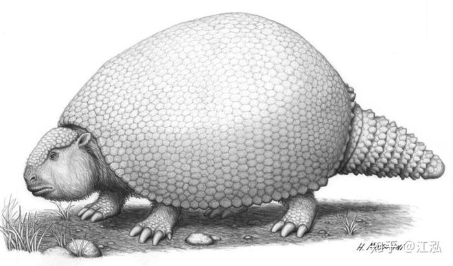 Glyptodon: Lâu đài di động ở Nam Mỹ - Ảnh 8.