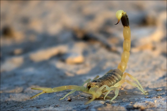 Bọ cạp đối đầu nhện tarantula, kẻ nào sẽ chiến thắng? Các nhà khoa học đã có câu trả lời - Ảnh 6.