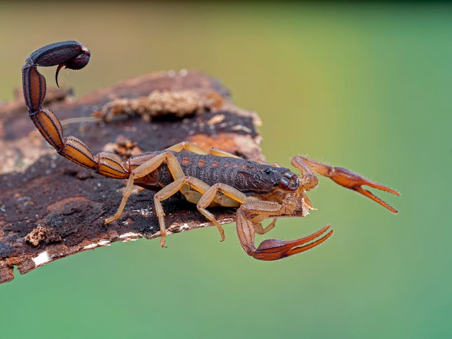 Bọ cạp đối đầu nhện tarantula, kẻ nào sẽ chiến thắng? Các nhà khoa học đã có câu trả lời - Ảnh 10.