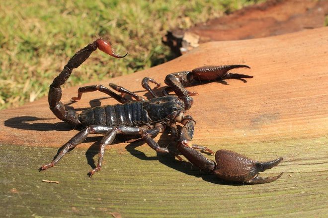 Bọ cạp đối đầu nhện tarantula, kẻ nào sẽ chiến thắng? Các nhà khoa học đã có câu trả lời - Ảnh 3.