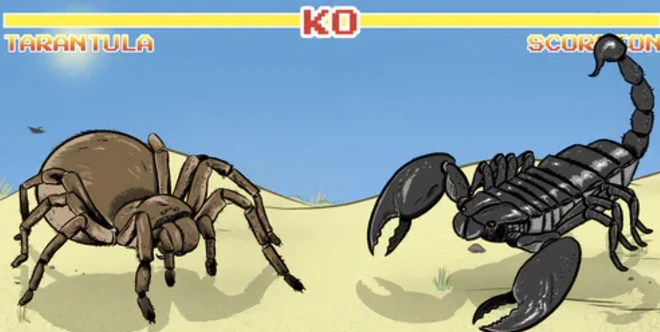 Bọ cạp đối đầu nhện tarantula, kẻ nào sẽ chiến thắng? Các nhà khoa học đã có câu trả lời - Ảnh 1.