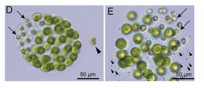Phát hiện mới: tảo cũng có thể mang giới tính thứ ba - Ảnh 1.