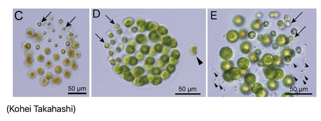 Phát hiện mới: tảo cũng có thể mang giới tính thứ ba - Ảnh 2.