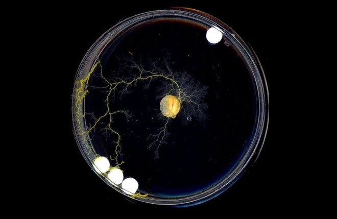 Loài nấm nhầy không não có thể tự suy nghĩ và đưa ra quyết định theo một cách cực kỳ đặc biệt - Ảnh 3.