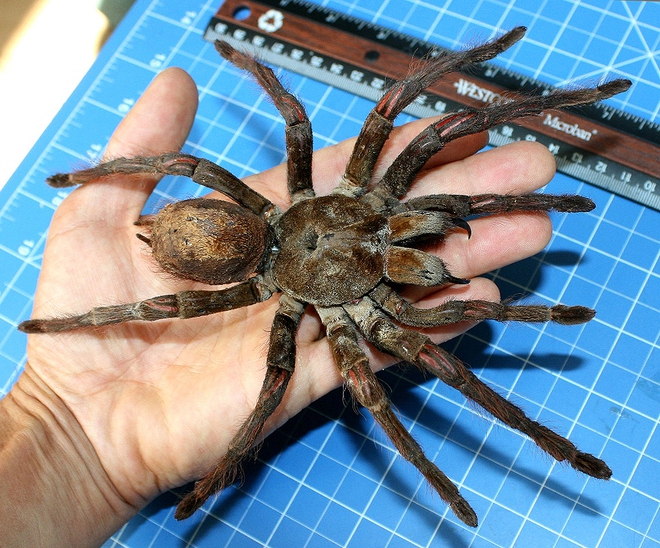 Bọ cạp đối đầu nhện tarantula, kẻ nào sẽ chiến thắng? Các nhà khoa học đã có câu trả lời - Ảnh 5.