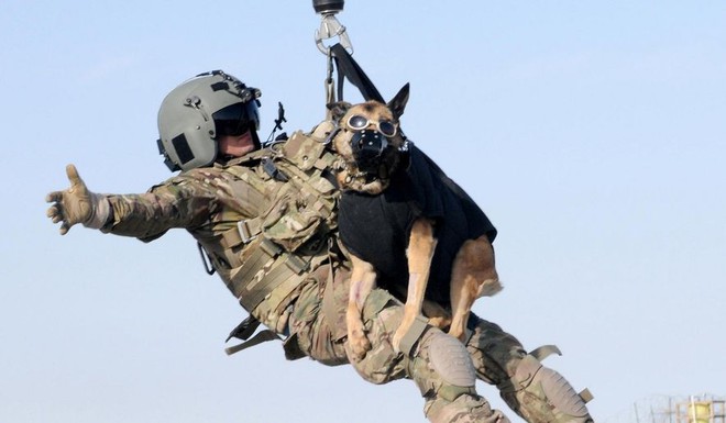 American Humane: Những con chó phục vụ bị quân đội Mỹ bỏ lại ở Afghanistan sẽ phải chịu số phận tệ hơn cái chết - Ảnh 3.