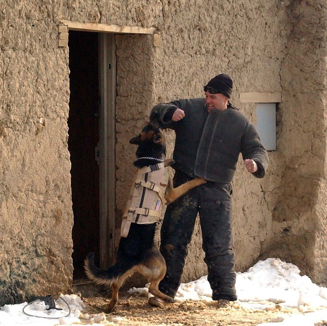 American Humane: Những con chó phục vụ bị quân đội Mỹ bỏ lại ở Afghanistan sẽ phải chịu số phận tệ hơn cái chết - Ảnh 5.