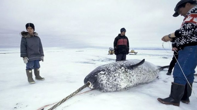 Vì ba con cá voi xám, Liên Xô và Mỹ đã bắt tay hợp tác ngay trong thời kỳ Chiến tranh Lạnh - Ảnh 1.