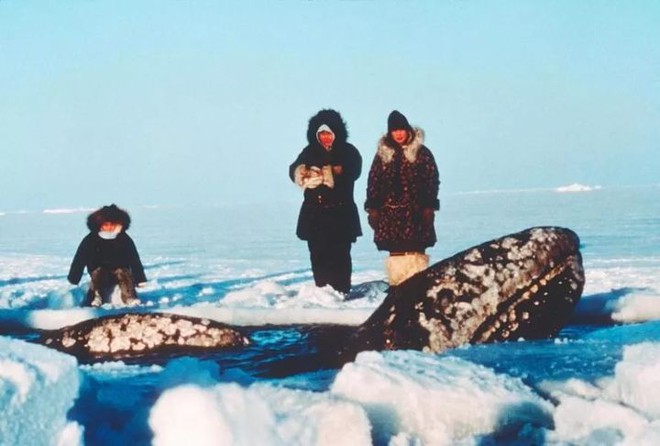 Vì ba con cá voi xám, Liên Xô và Mỹ đã bắt tay hợp tác ngay trong thời kỳ Chiến tranh Lạnh - Ảnh 3.