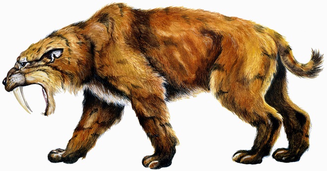 Nghiên cứu hóa thạch cho thấy không phải tất cả động vật có răng kiếm đều là động vật săn mồi - Ảnh 3.